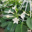 자스민(Jasmine)은 관목(灌木), 떨기(Bush)식물 이미지
