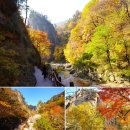 🌈🍁10/27(화)설악산 흘림골,주전골/필레약수터 단풍🍁🍂{대청봉대장님}좌석배치도🚌 이미지