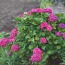 하도조아 이미지