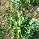 삼남매농장 이미지