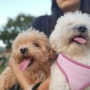 홈즈펫타운 이미지