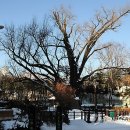 방학동 은행나무 이미지