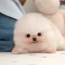구미종합브러쉬