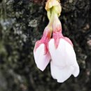 장복산길 이미지