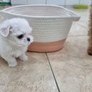 펫블리강아지&미라클고양이 이미지