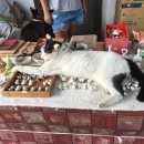 고양이마을 이미지