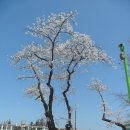 고목초등학교 이미지