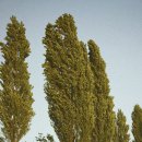 미루나무풍경 이미지