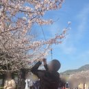 남양시장 버스승강장 | 260329 진해군항제 경화역 경화전통시장 주말셔틀버스 탑승후기