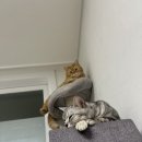 핑당구장 이미지