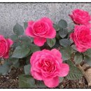 장미여인숙 이미지