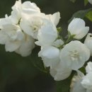 향기담기 이미지