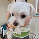 양코치 애견카페 이미지