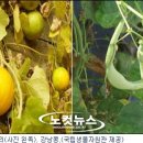 하늘타리 이미지