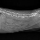 온아동물의료센터 이미지