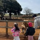 밤목장 | 제주 아기랑 가볼만한곳 서귀포 밭디 목장카페 🐴 승마체험 후기