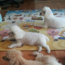 개편한집 이미지