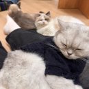 서창남로 40(서창119안전센터) | [인천고양이카페] 고양이 카페 :: 서창동 실내데이트 코스 추천
