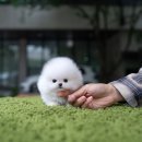 화이트포메라니안 이미지