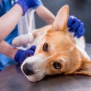 이산동물의료센터 이미지