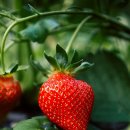 김진성농장 이미지