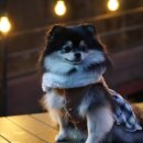 멍데렐라 이미지