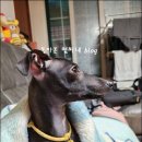 부천준동물병원 이미지