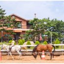 해맞이승마클럽 이미지