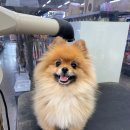 펫마트 강아지 논산점 이미지