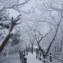 눈꽃이피다 이미지