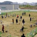 펫시터(반려견) 자격증 과정 이미지