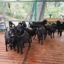 원산목장 이미지