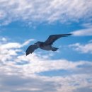 알바트로스 이미지