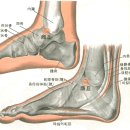 [商丘穴][상구혈] 이미지