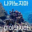 도그프리 | 미야코지마 물놀이 포인트 <나카노지마> 프리다이빙 후기