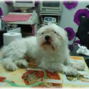 금쪽같은내새끼 동물병원 이미지