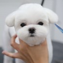 견공작소 이미지