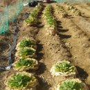 봉우리농장 이미지