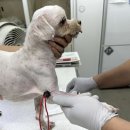 애니케어동물병원 이미지