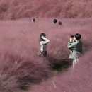 더 마을 핑크 이미지