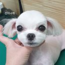 간지나개 이미지