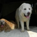 동물택시 이미지