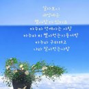 공방개미배꼽 이미지