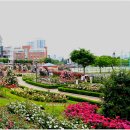 조선대학교 장미원 이미지