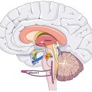 Re: Vagus Nerve Stimulation의 적응증과 기전연구 2025 이미지
