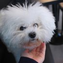 B&B(바비브라운 비숑프리제) 이미지