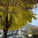 은행나무로(송현동) 이미지