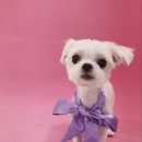 쁘니애견 이미지