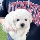 곡성-045 | 곡성강아지무료분양 뽀송한 미니비숑