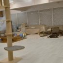 츄냥이 하우스 이미지